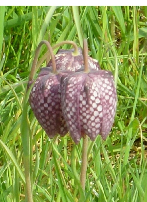 Flower, Fritillaria 